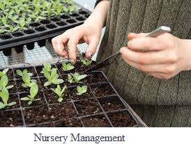 Nursery Management: Best Practices for Growing Healthy Plants