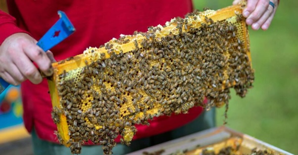 Bee Keeping: A sweet journey into the world of Bees