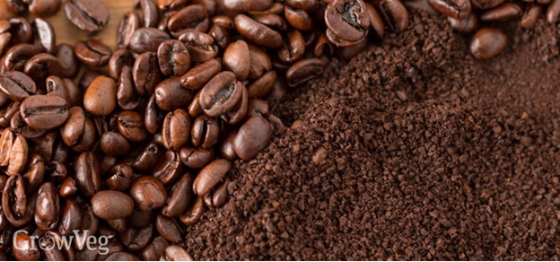 Your Daily Used Coffee Grounds Can Fight Climate Change