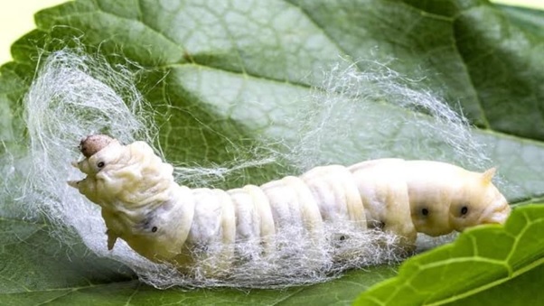 Sericulture: The ancient art of silk production unveiled