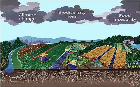 Global Perspective of Biodiversity, Climate Change and Food Security