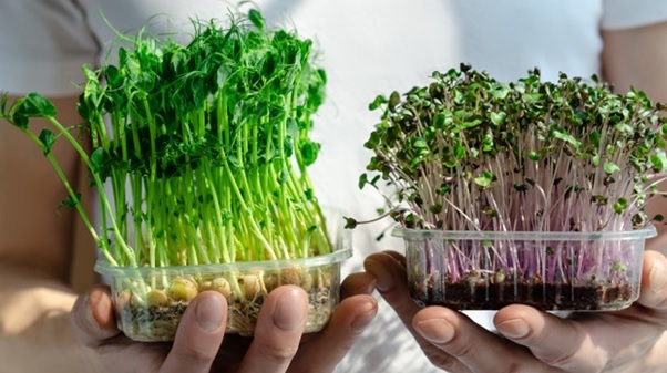Micro Herbs: Small Wonders with Big Flavour