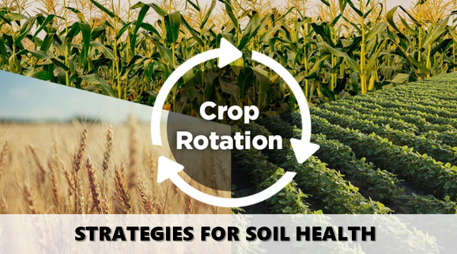 Navigating Crop Rotation: Strategies for Soil Health