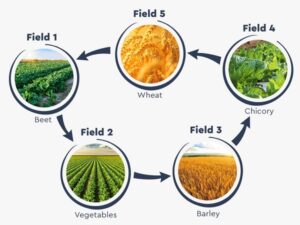 Crop rotation farming