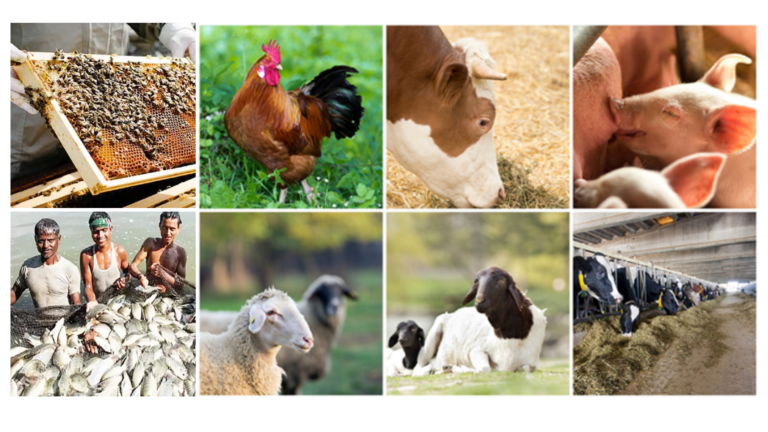 Farm Stock Management The Art of Livestock Management: A Guide for Beginner