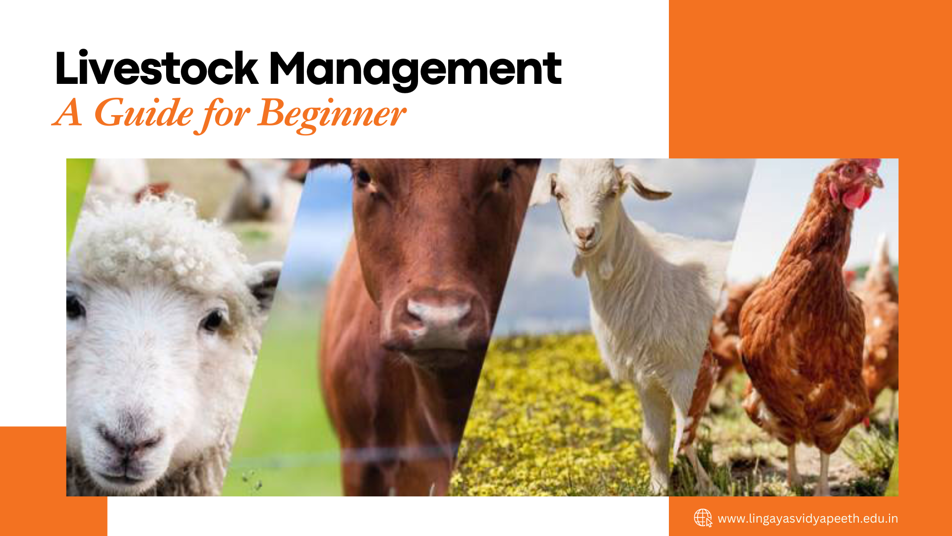 The Art of Livestock Management: A Guide for Beginner